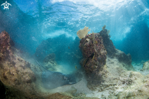 A Dasyatis americana | Southern Stingray