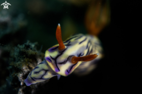 A Hypselodoris tryoni