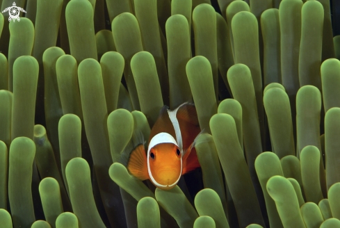 A Clown anemon fishes