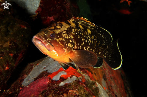 A Epinephelus marginatus | Cernia bruna