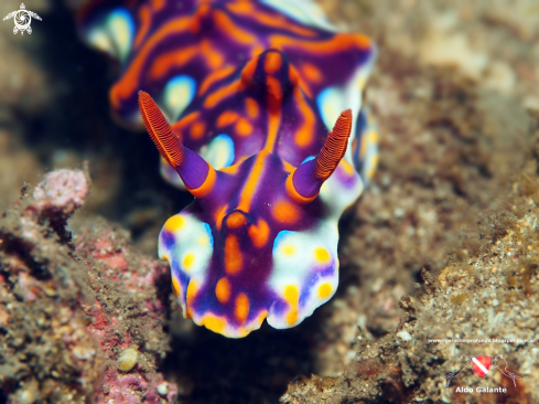 A Ceratosoma Magnificia  | Nudibranch