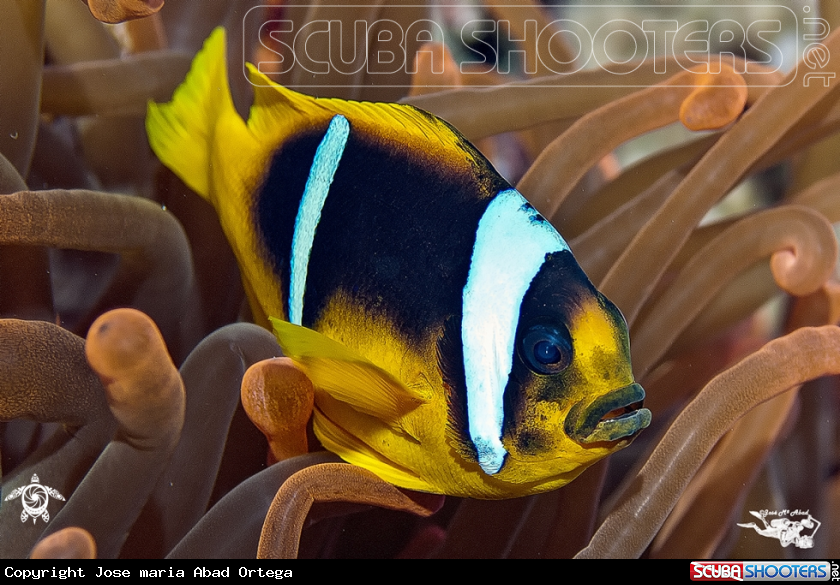 A Pez payaso  Clown fish