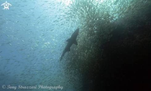 A Grey Nurse Shark