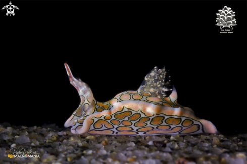 A Sagaminopteron psychedelicum | Psychedelic Batwing slug