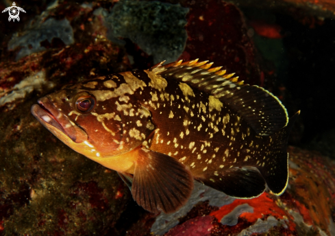 A Epinephelus marginatus | Cernia bruna