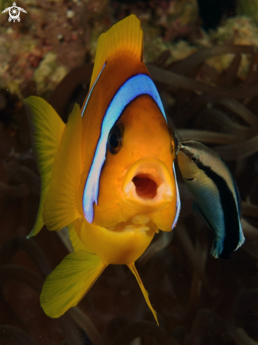 A Amphibrion bicinctus & Labroides dimidiatus