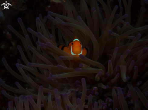 A Clown Fish