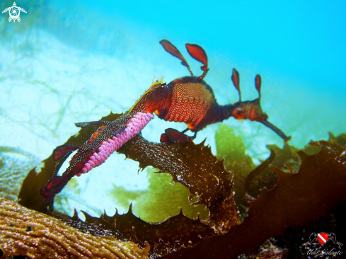 A Weedy Seadragon