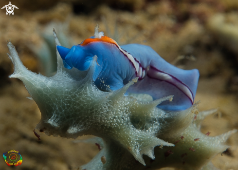 A Racing stripe flatworm