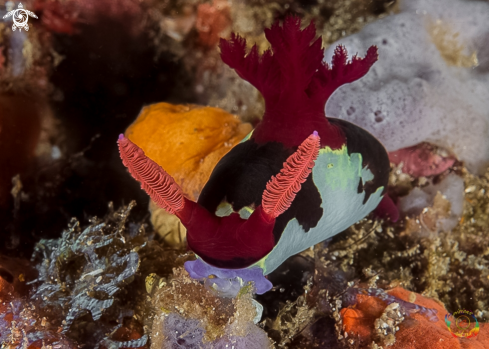 A Chamberlain's nembrotha