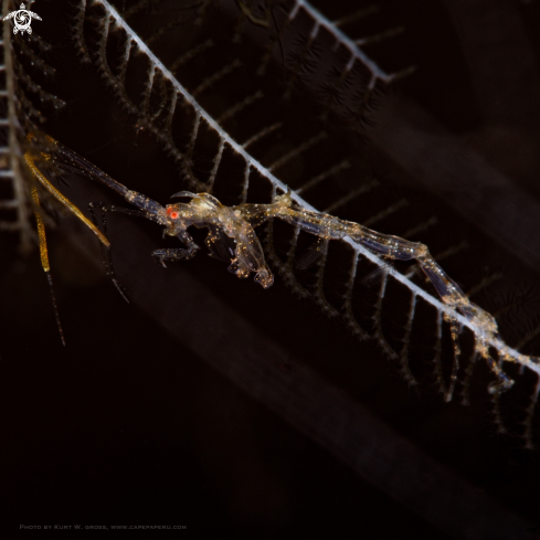 A Skeleton shrimp