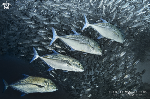 A school of jackfish