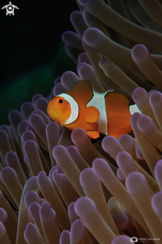 A Clown fish