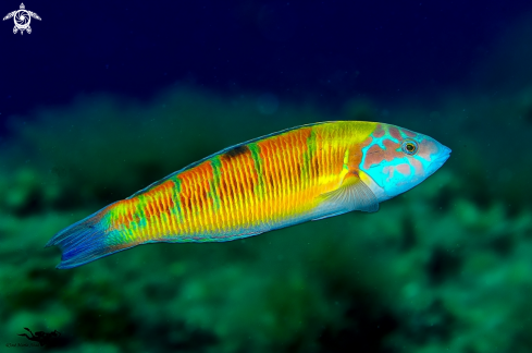 A Thalassoma pavo | Fredi male