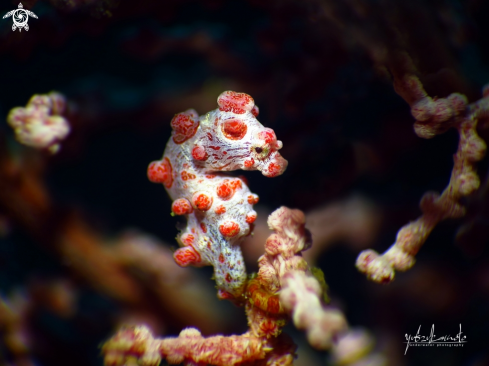 A pygmy seahorse