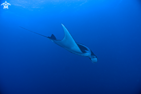 A Manta Ray