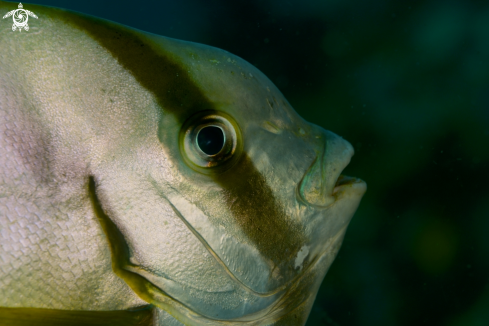 A Bat fish