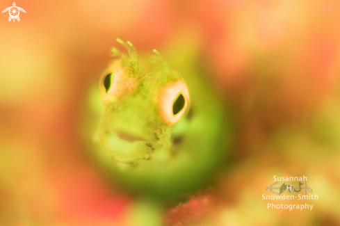 A Fluorescing Golden Roughhead Blenny