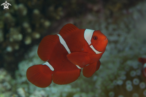 A Anemon Fish
