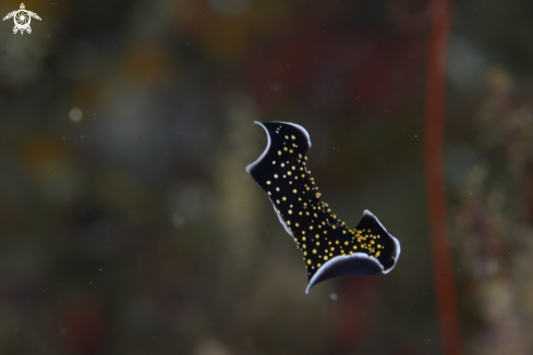 A Nudi branch