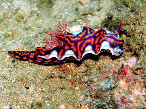 A Nudibranch