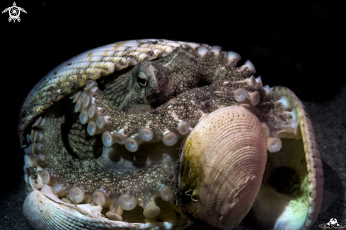 A Coconut octopus