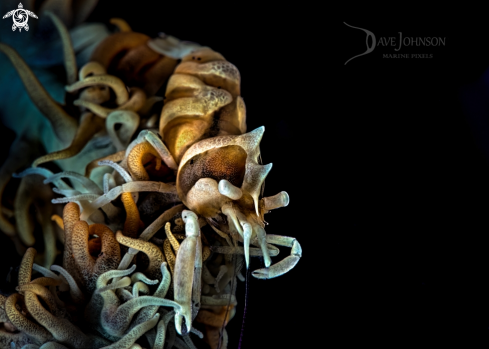 A Whip coral shrimp