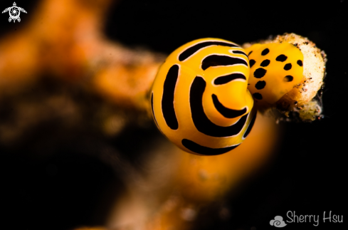 A Tiger Egg Cowrie