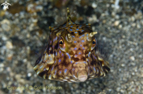 A box fish