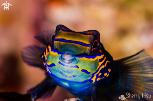 A Mandarine Fish