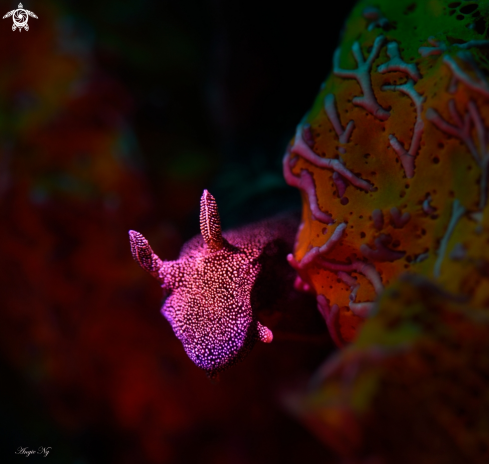 A Nudibranch