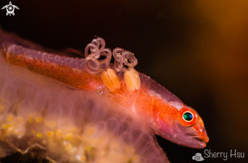 A Goby with Parasites