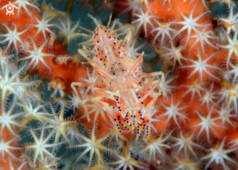 A tiger shrimp