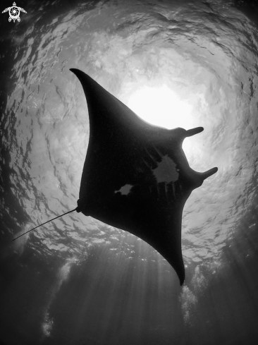 A Manta Ray