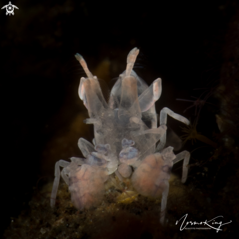 A Hymenocera picta (Dana, 1852) | Harlequin Shrimp