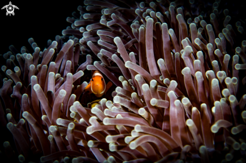 A Clownfish 