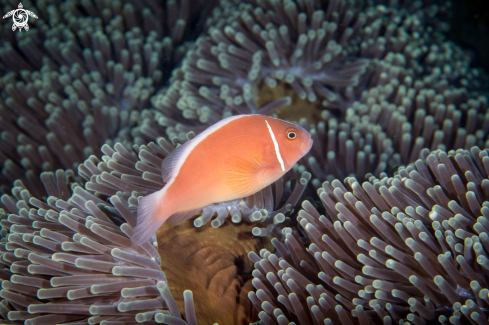 A Pink skunk clownfish