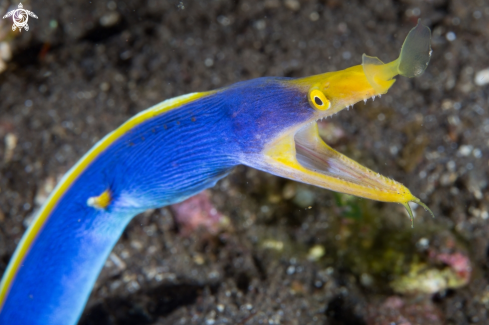 A Rhinomuraena | Ribbon eel