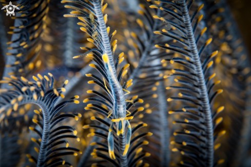 A Commensal Crinoid Shrimp