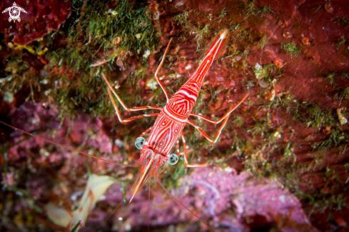 A Rhynchocinetes Durbanensis | Durban Dancing Shrimp