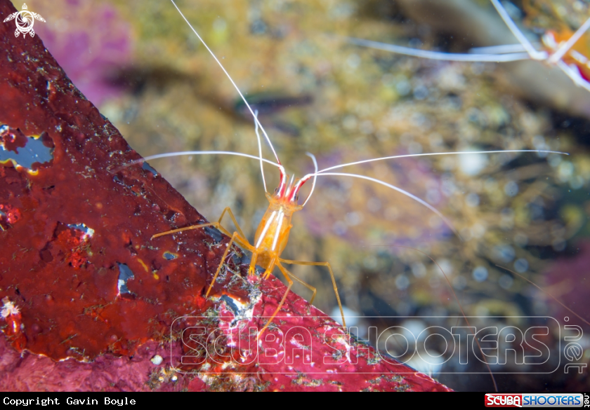 A Pacific cleaner shrimp