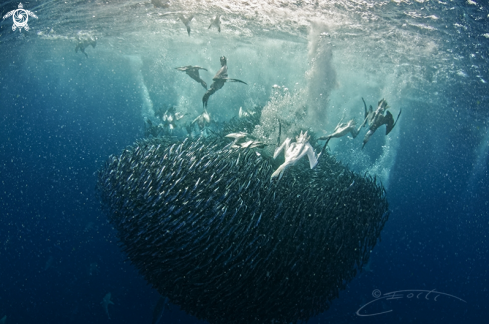 A Sardine Run