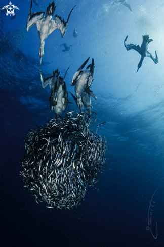 A Sardine Run