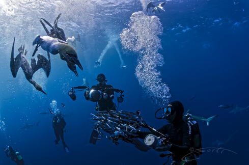 A Sardine Run