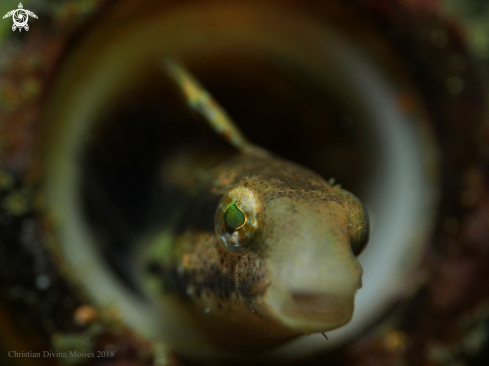 A Petroscirtes Breviceps | Fangblenny