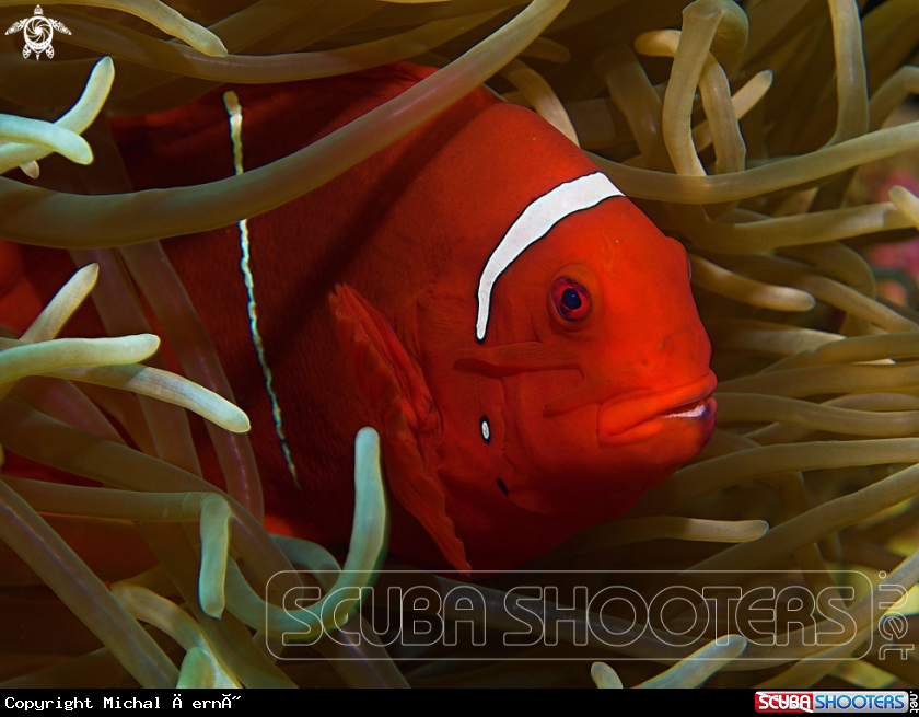 A Spinecheek anemonefish