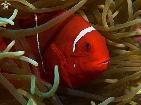 A Spinecheek anemonefish