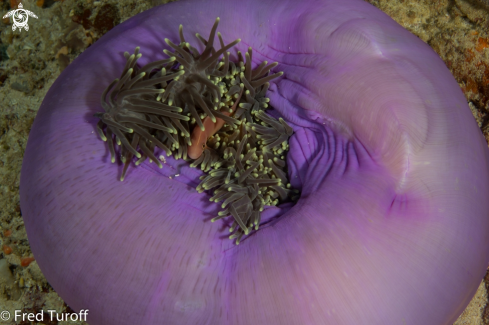 A Pink Anemonefish