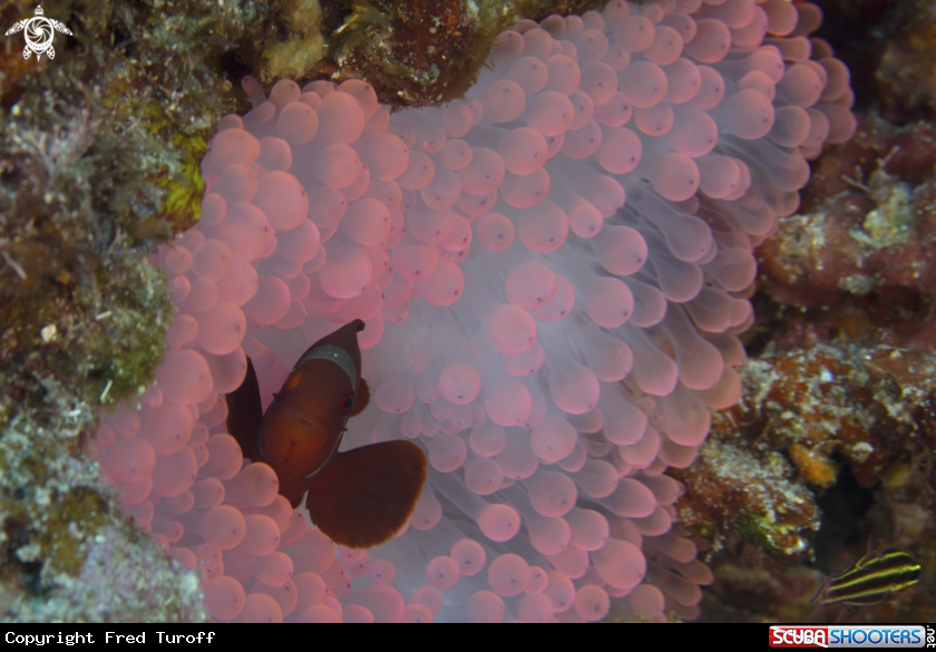 A Tomato anemonefish