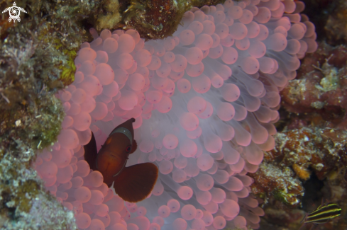 A Anphiprion trenatus | Tomato anemonefish